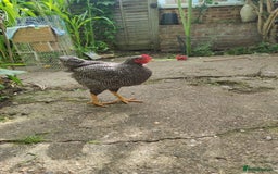 Chickens poultry for sale: Young Chickens for sale - Image 5