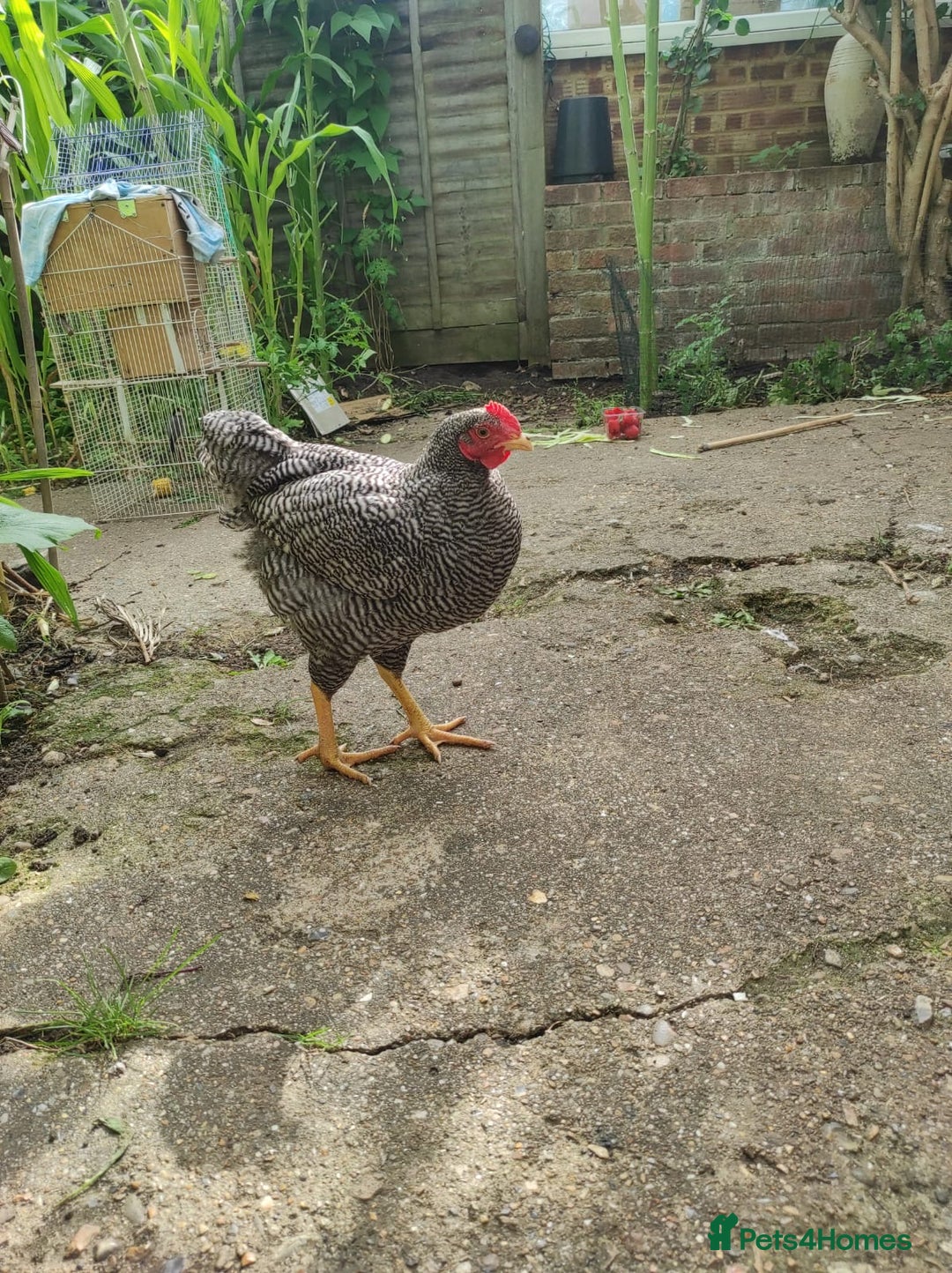 Chickens poultry for sale: Young Chickens for sale - Image 5
