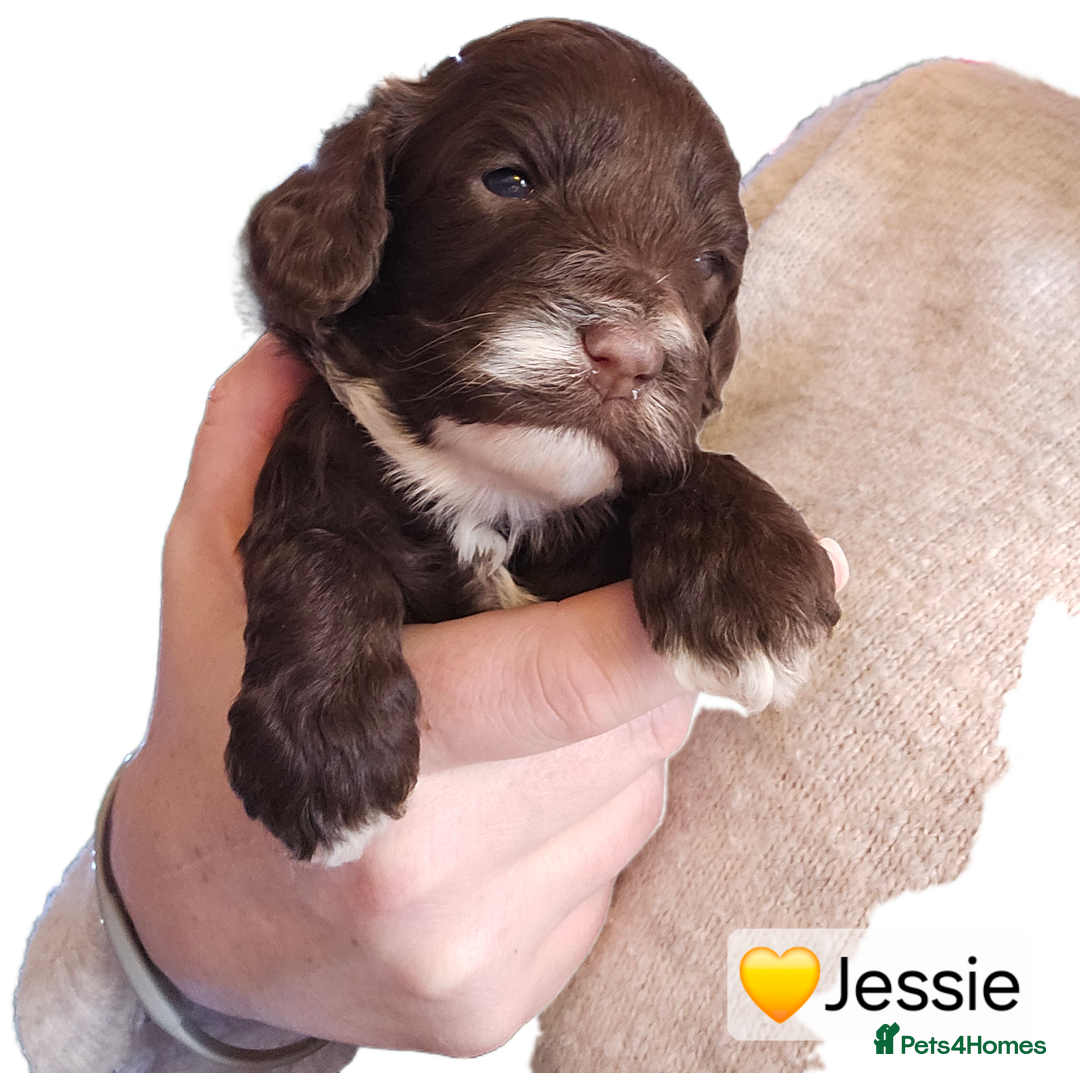 Cockapoo dogs for sale: F3b Cockapoo Puppies – DNA health tested - Advert 26