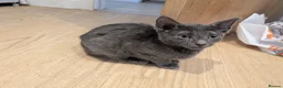 Russian Blue cats for sale: 2 female russian blue kittens  - Advert 6