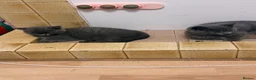 British Shorthair cats for sale: 2 Kittens male - Advert 5