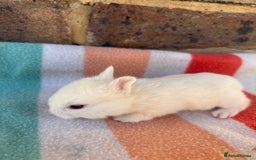 Netherland Dwarf rabbits for sale: Sweet Netherland dwarf bunnies  - Image 4