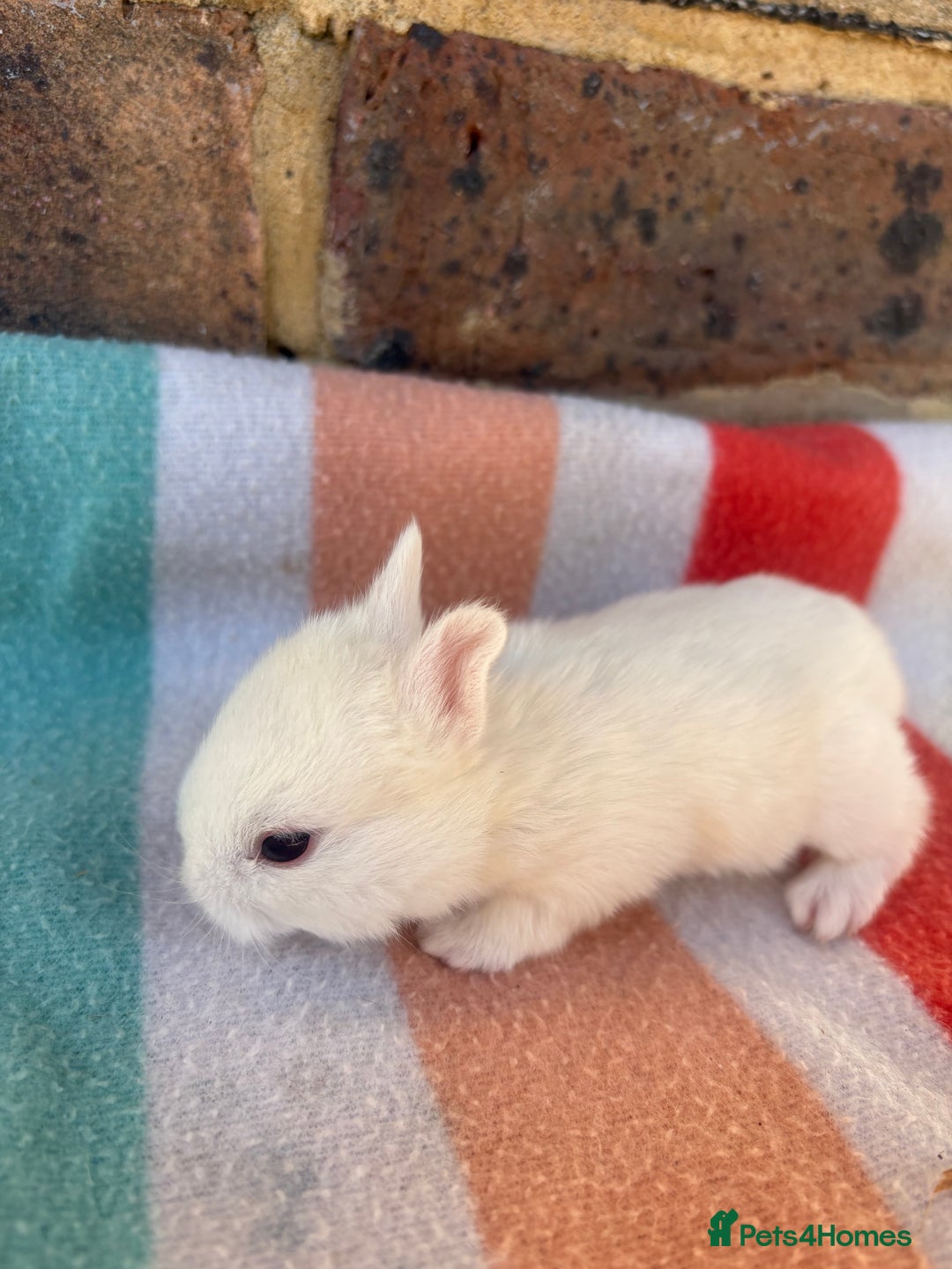 Netherland Dwarf rabbits for sale: Sweet Netherland dwarf bunnies  - Image 4