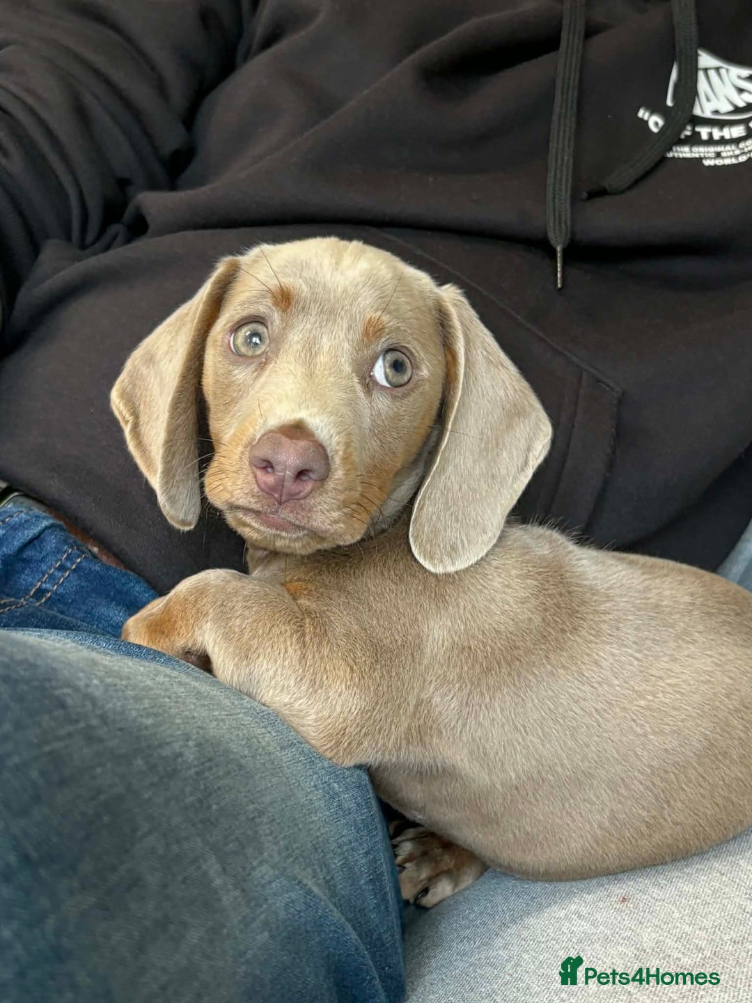 Miniature Dachshund dogs for sale: Mini dachshund Georgie  - Advert 5