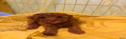 Toy Poodle dogs for sale: Beautiful toy poodle puppies  - Advert 2