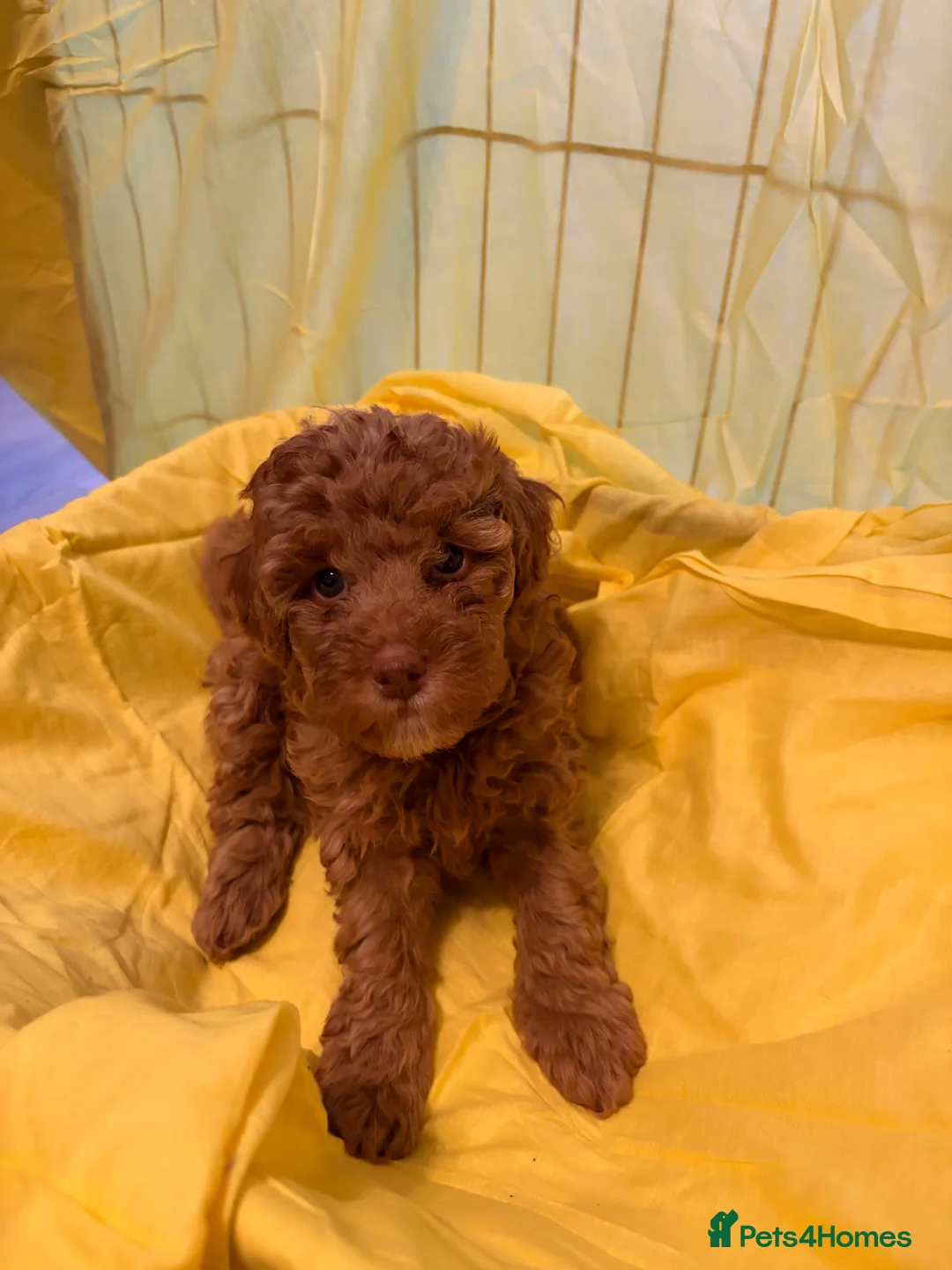 Toy Poodle dogs for sale: Beautiful toy poodle puppies  - Advert 2