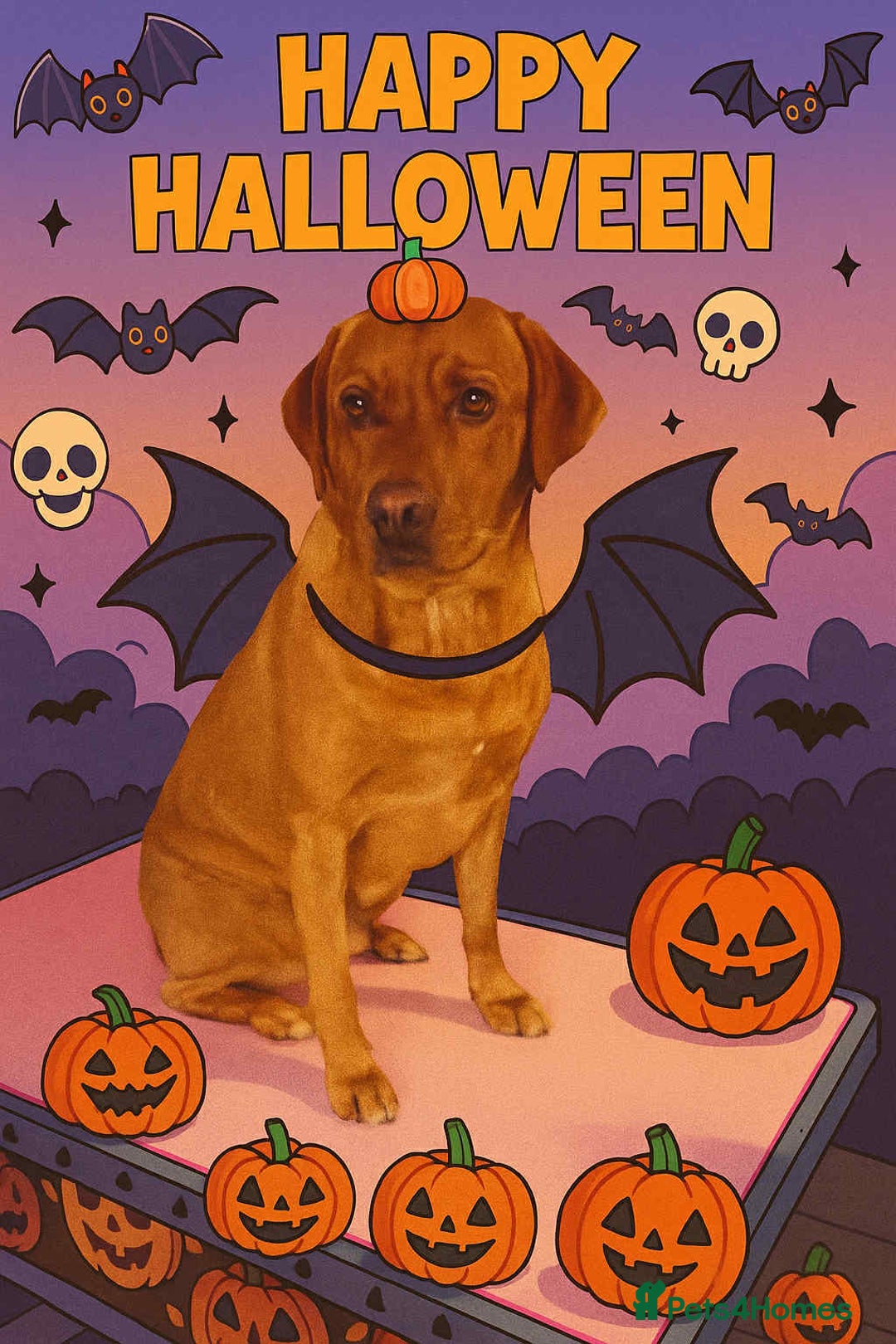 Labrador Retriever dogs for sale: Must go together  - Image 3