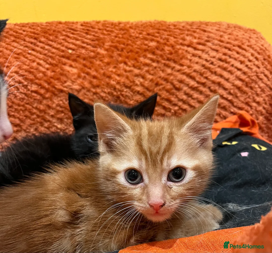 British Shorthair cats for sale: 3 adorable male kittens for sale - Advert 8