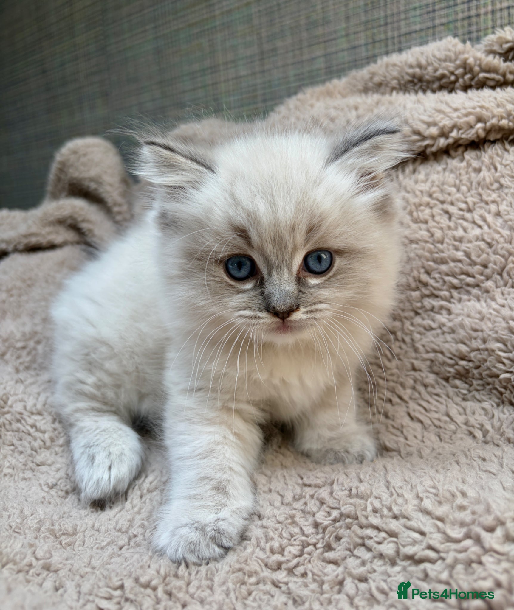 Ragdoll cats 3 Ragdoll Kittens 🤍 - Advert 1