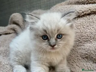 Ragdoll cats 3 Ragdoll Kittens 🤍 - Advert 1