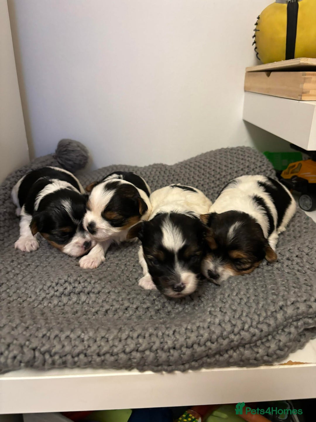 Yorkshire Terrier dogs for sale: Yorkshire Terrier Biewer puppies - Advert 2