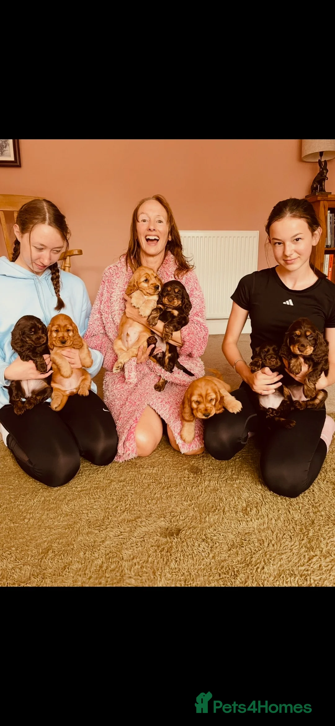 Cocker Spaniel dogs for sale: Top quality Fully health tested show cocker - Advert 1