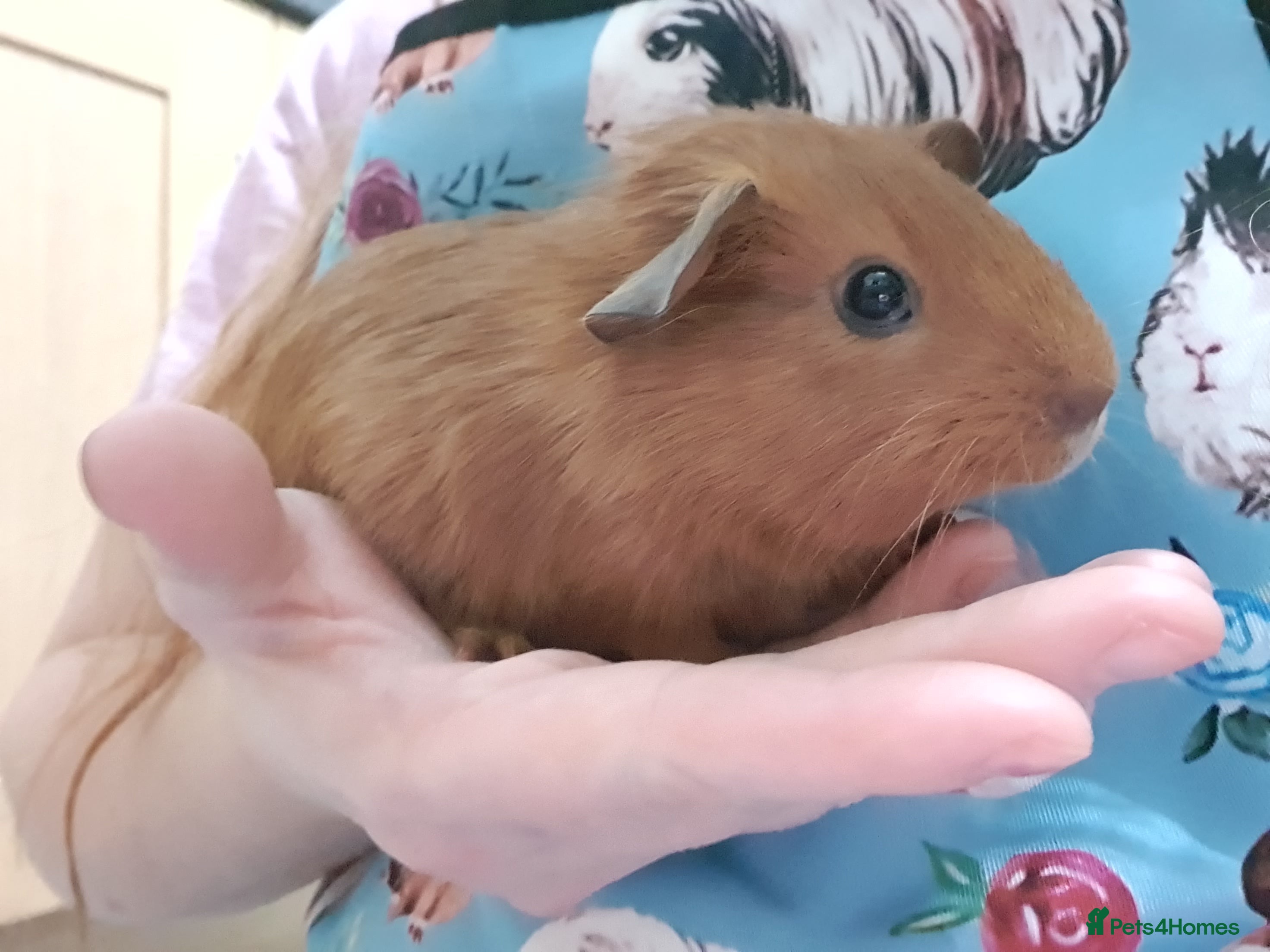 Guinea Pig rodents guinea pigs  - Advert 4