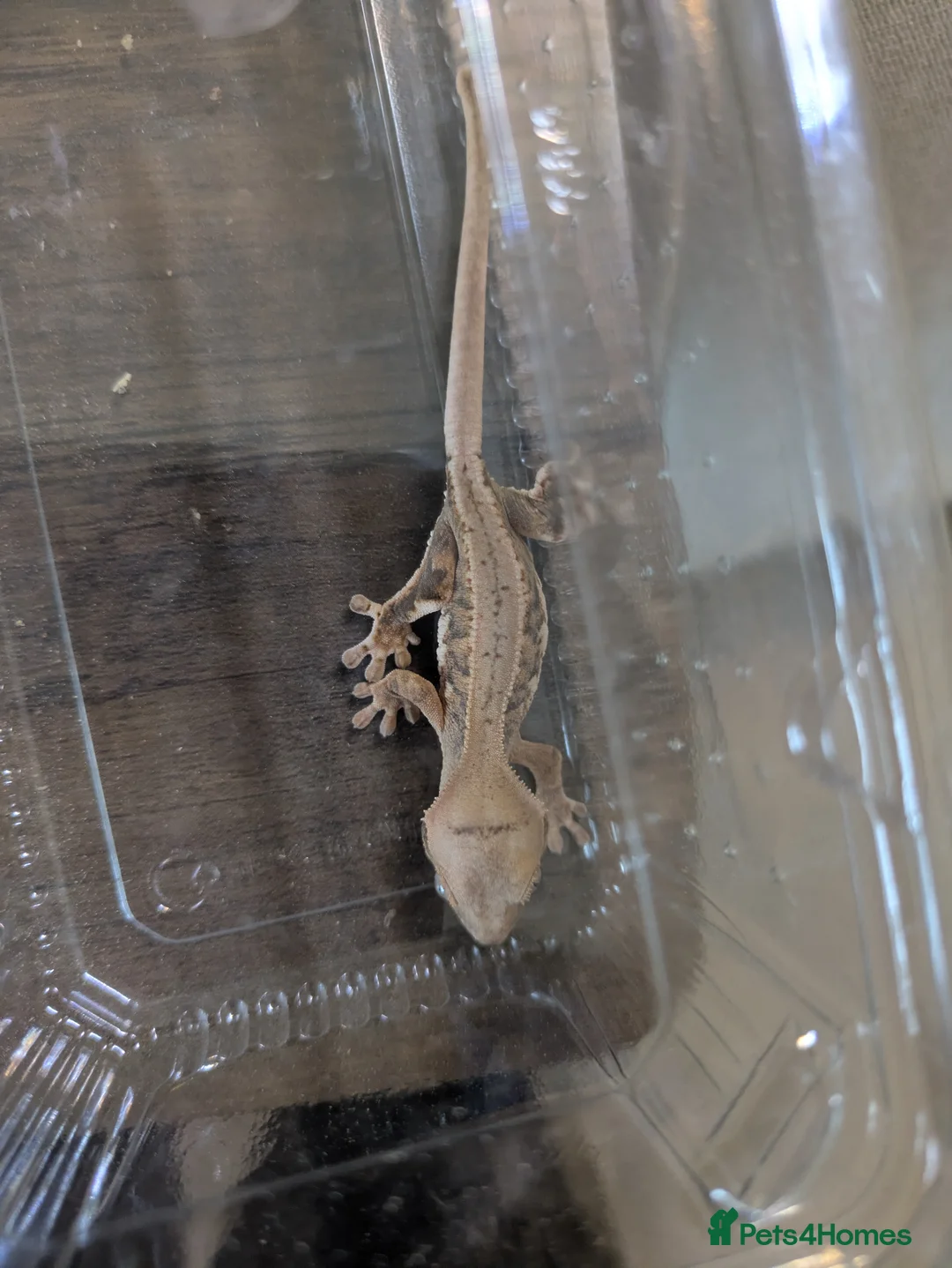 Gecko reptiles for sale: Crested Gecko Babies  - Advert 2