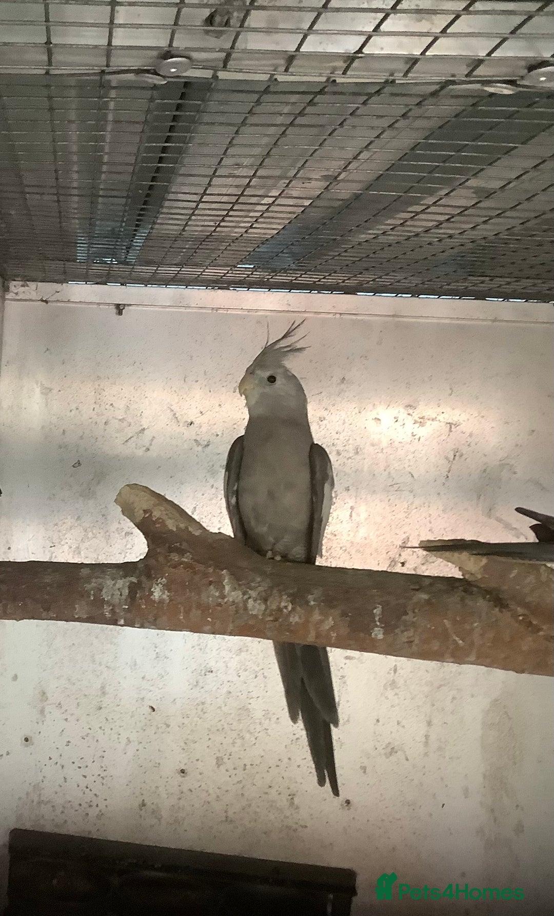 Budgerigars birds for sale: 2025 Young  Cockateils. - Advert 7