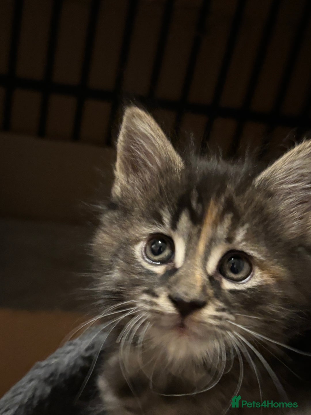 Maine Coon cats for sale: Beautiful Pedigree Main Coon Kittens - Advert 27