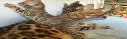 Bengal cats for sale: Adorable Bengal kittens pedigree ready to reserve - Advert 18