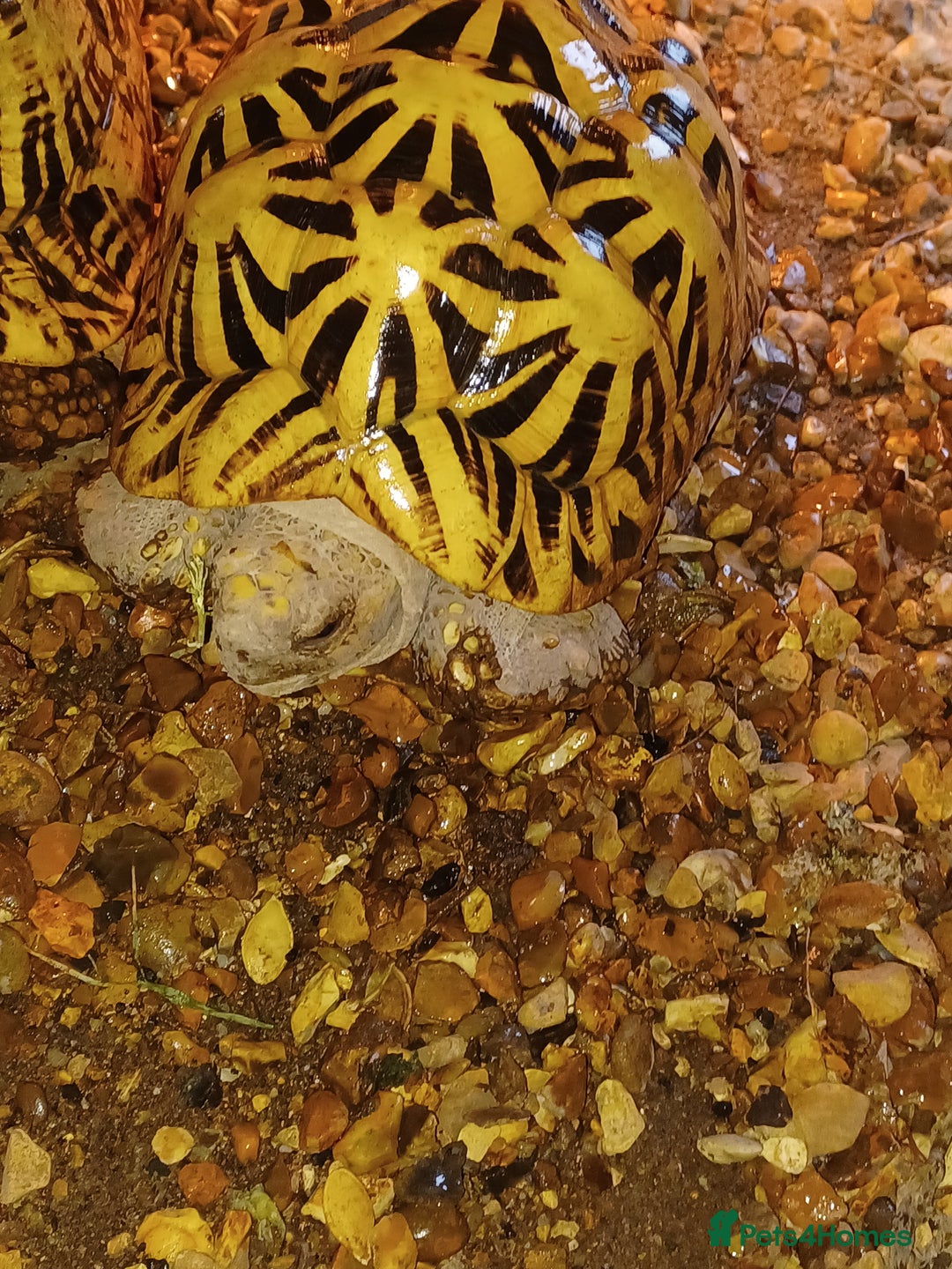 Tortoise reptiles for sale: ADULT PAIR OF INDIAN STAR TORTOISES UNRELATED  - Advert 11