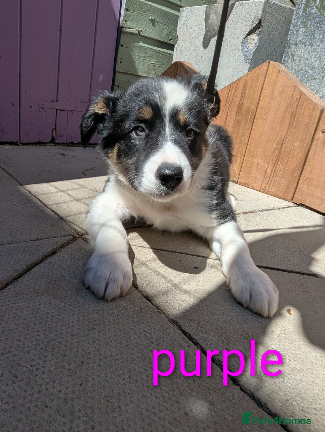 Mixed Breed dogs for sale: Beautiful Border collies/kelpie puppies - Image 7