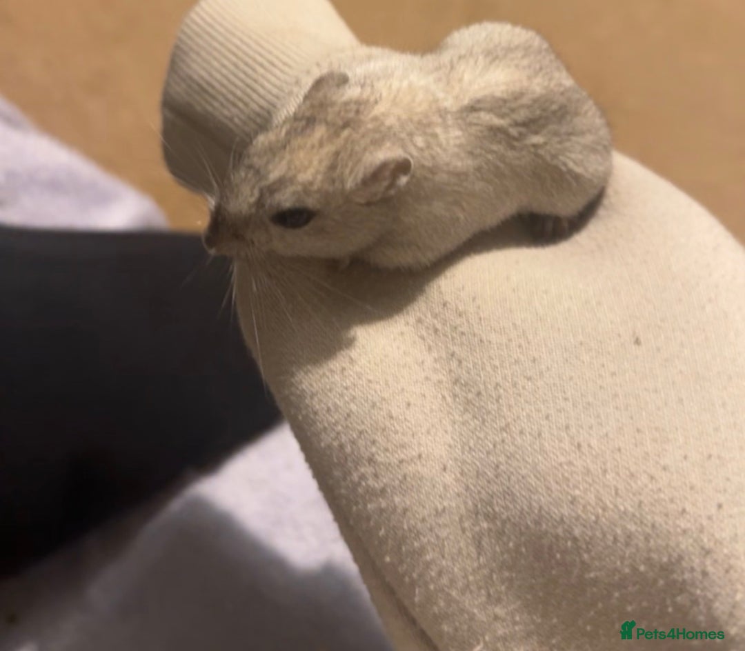 Gerbil rodents for sale: 2 Gerbils For Sale - URGENT!!! - Advert 3