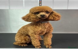 Cockapoo dogs for sale: Beautiful Cockapoo Puppies – Ready Soon! 🐶💛 - Image 5