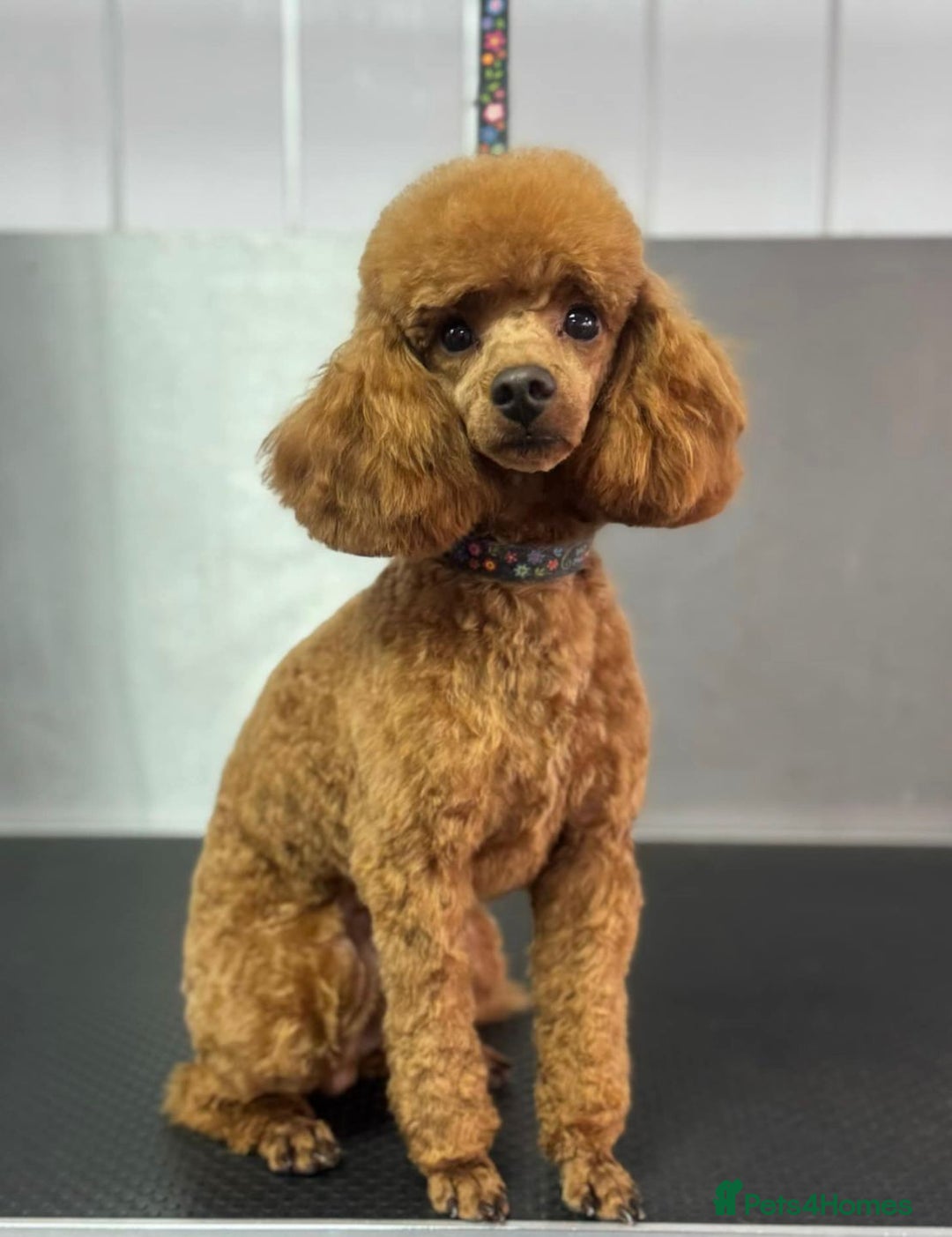 Cockapoo dogs for sale: Beautiful Cockapoo Puppies – Ready Soon! 🐶💛 - Image 5