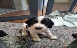 Cocker Spaniel dogs for sale: Beautiful cocker spaniel boys - Image 6