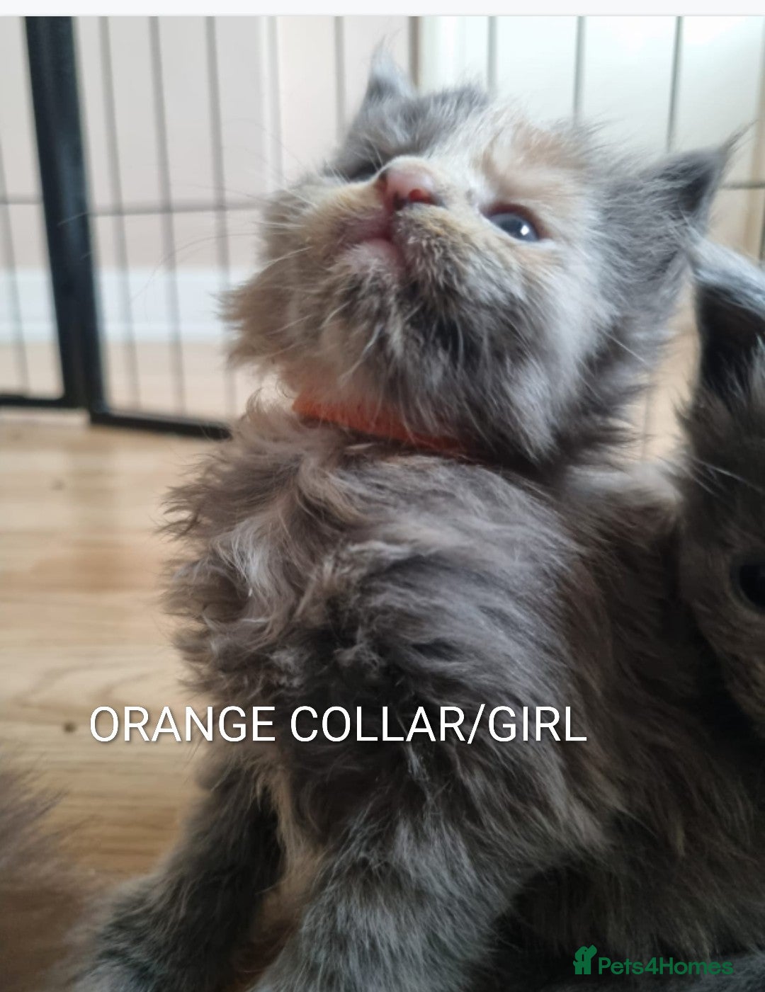 Maine Coon cats for sale: GREAT QUALITY MAINE COON KITTENS/DNA/GCCF  - Advert 8