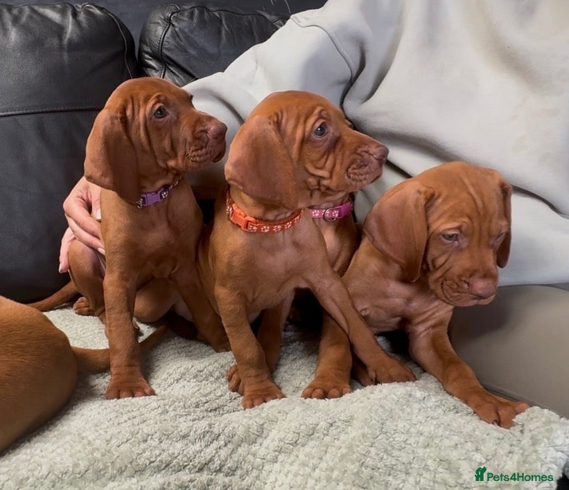 Hungarian Vizsla dogs Gorgeous Hungarian Vizsla puppies  - Advert 14