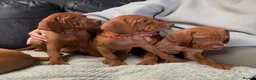 Hungarian Vizsla dogs for sale: Gorgeous Hungarian Vizsla puppies  - Advert 1
