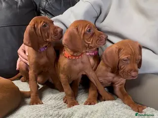 Hungarian Vizsla dogs Gorgeous Hungarian Vizsla puppies - Advert 14