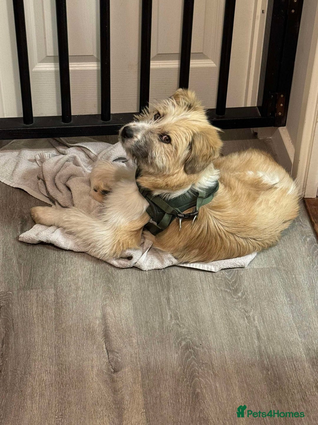 Mixed Breed dogs for adoption: Boo for adoption - Advert 2