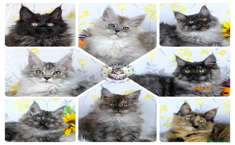 Maine Coon cats - Advert 1