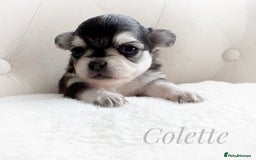 Chihuahua dogs for sale: KC rare husky marking chihuahua puppies Thai lines - Image 9
