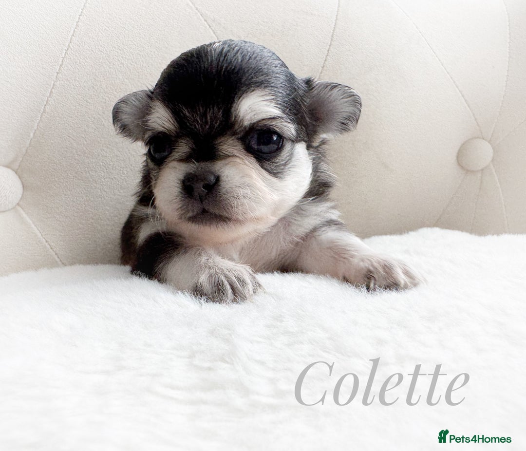 Chihuahua dogs for sale: KC rare husky marking chihuahua puppies Thai lines - Image 9