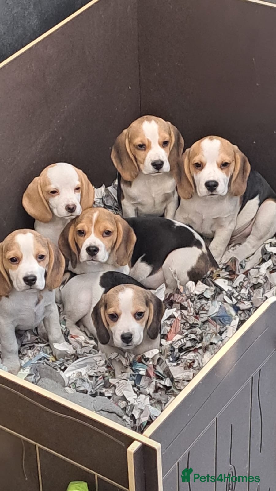 Beagle dogs for sale: KC registered Beagle puppies  - Advert 1