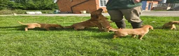 Labrador Retriever dogs for sale: Fox red labrador puppies in Reading - Advert 11