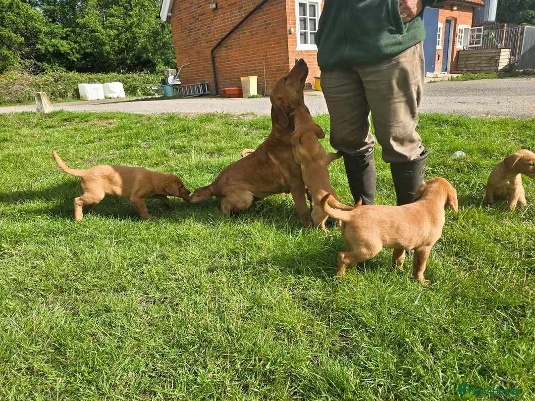 Labrador Retriever dogs for sale: Fox red labrador puppies in Reading - Advert 11