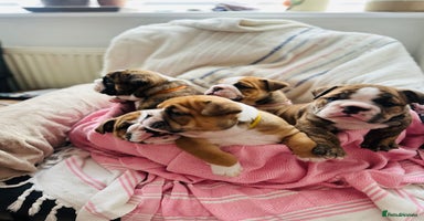English Bulldog dogs in Rochford - Advert 3