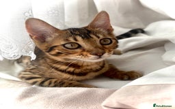 Bengal cats for sale: Bengal female  - Image 3