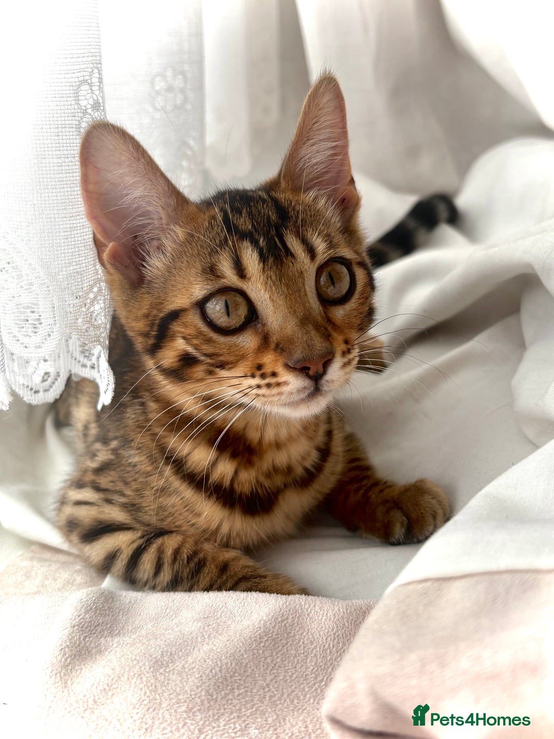 Bengal cats for sale: Bengal female  - Image 3