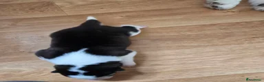 Siberian Husky 5