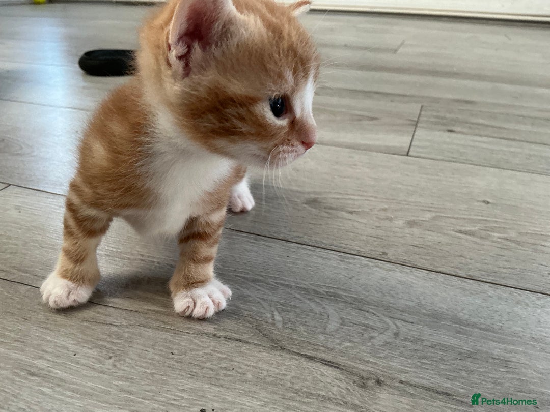 Domestic Shorthair cats for sale: Kittens for sale  - Image 3