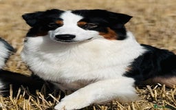 Australian Shepherd dogs for sale: Superbly Bred, Top Quality Pups - Image 16