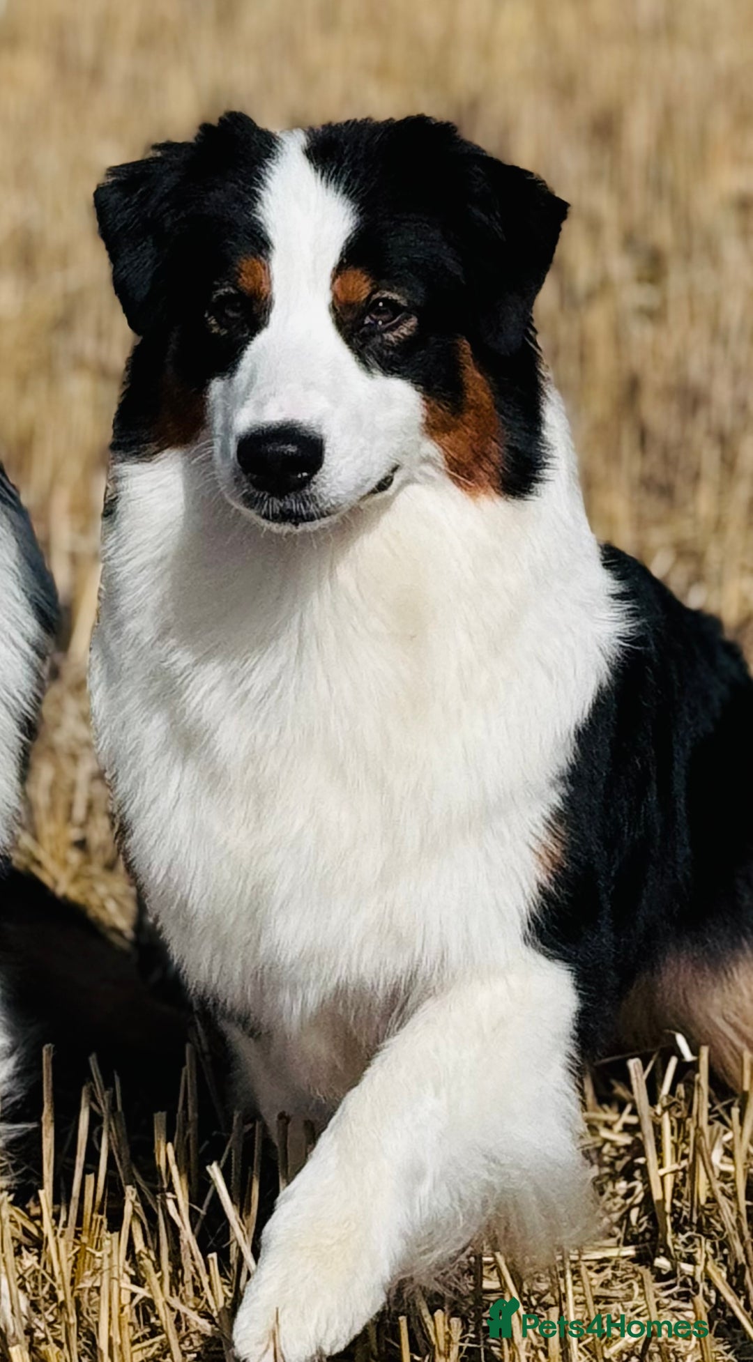 Australian Shepherd dogs for sale: Superbly Bred, Top Quality Pups - Image 16