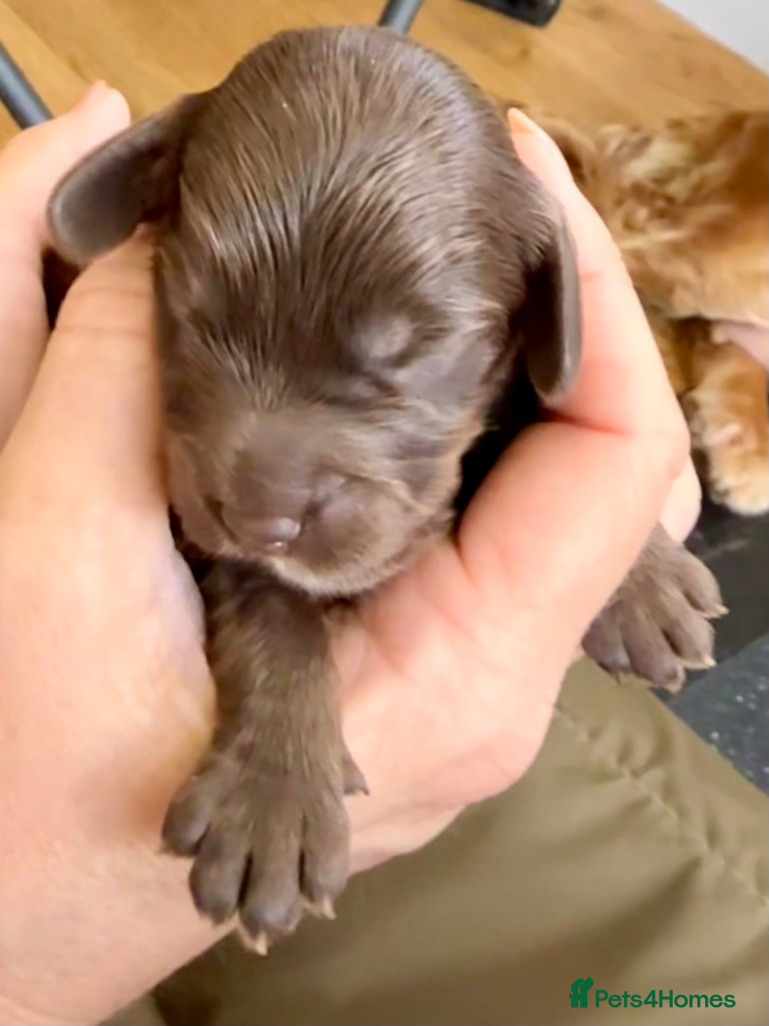 Cockapoo dogs Stunning & Unique F1B Cockapoos  - Advert 2