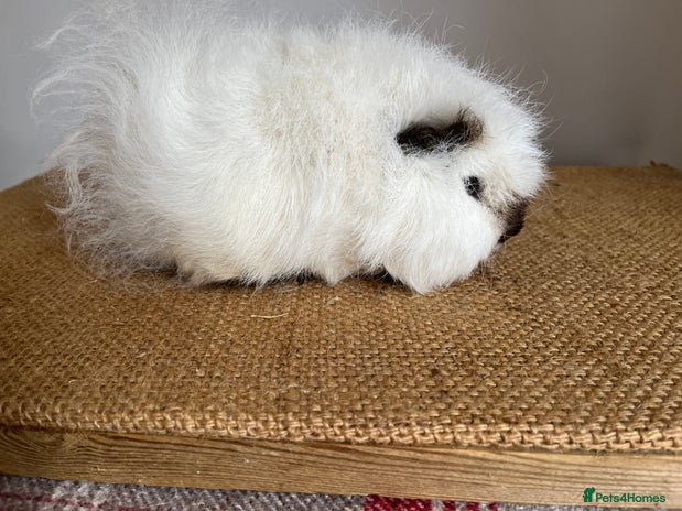 Guinea Pig rodents - Advert 10
