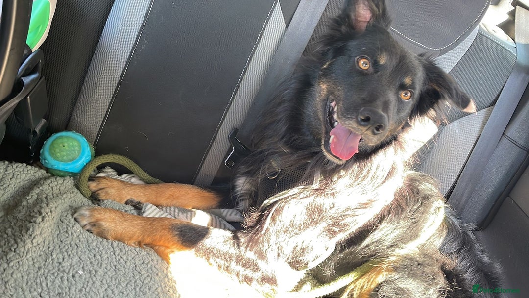 Mixed Breed dogs for sale: Draven is looking for a new home <3 - Advert 4