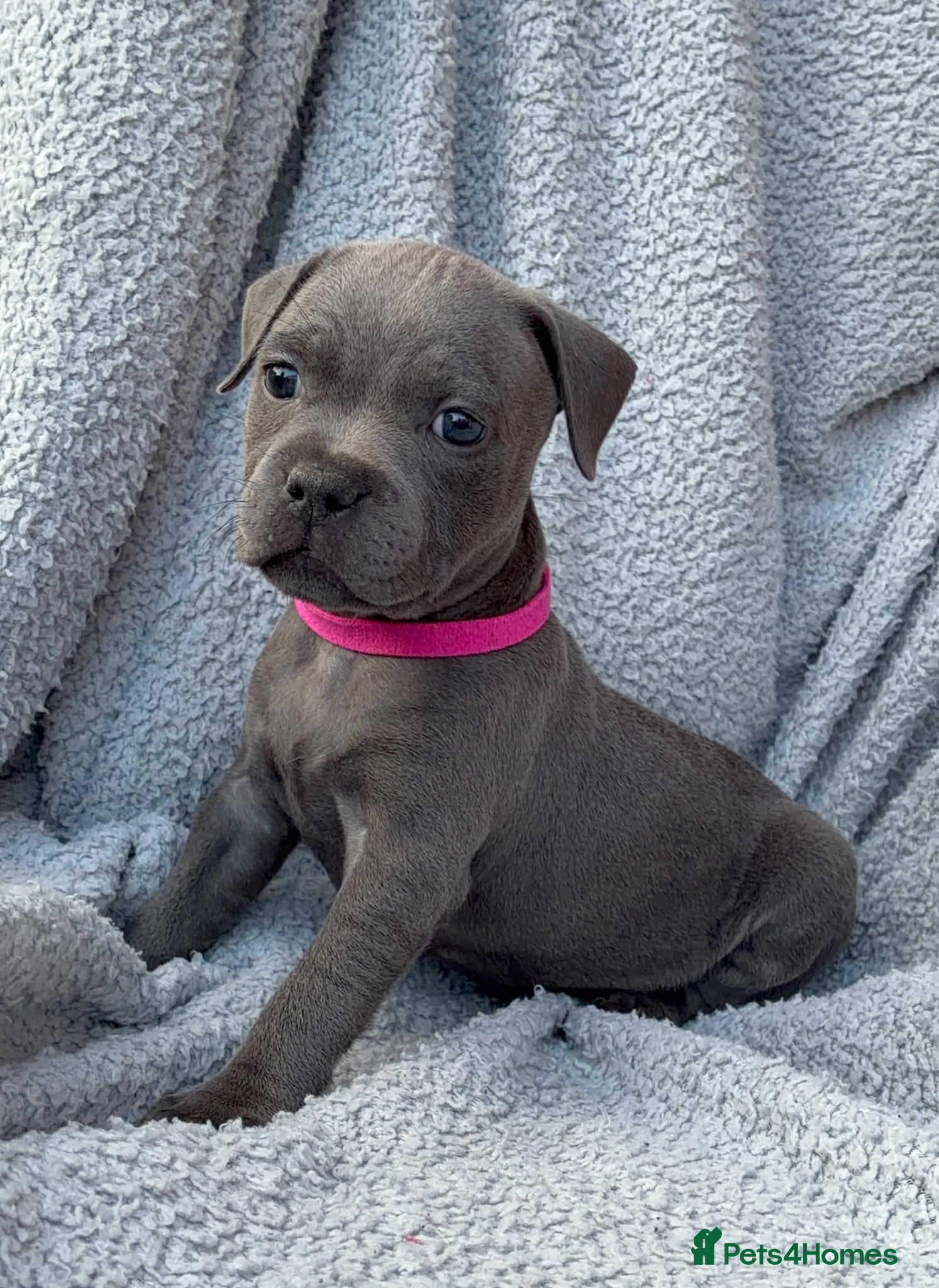 Staffordshire Bull Terrier dogs 💙KC Registered Blue Staffie Puppies💙 - Advert 2