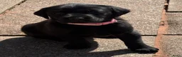 Labrador Retriever dogs for sale: Gorgeous Black and Yellow KC Labs - Advert 14